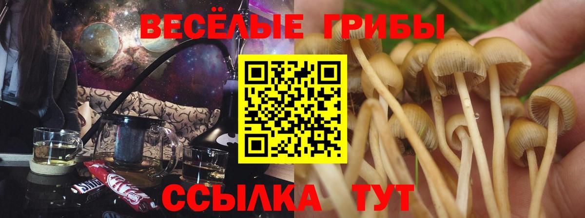 Зеленодольск  Псилоцибиновые грибы Psilocybine cubensis  Вход с VPN 